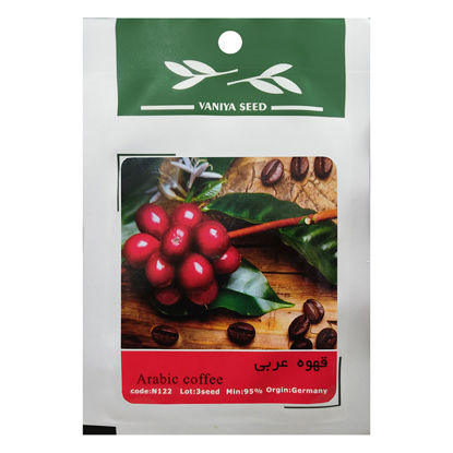 تصویر  بذر قهوه عربی