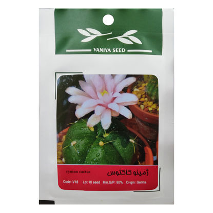 بذر ژمینو کاکتوس