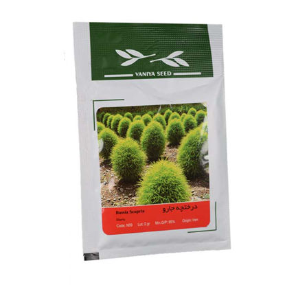 درختچه جارو